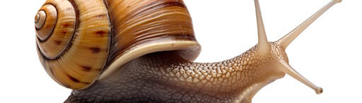 Cambridgeshire Snails Escargot